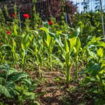 What is Regenerative Gardening?