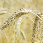 Rye Bother?