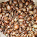 Why are Onions Heat Treated?