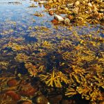 Seaweed for Soil, Plant and Animal Health