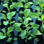 Growing Indoors - Light & Heat