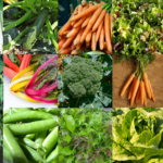 Our Most Popular Seeds 2022