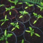 Success with Seeds & Germination
