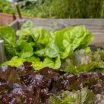 Raised Bed Gardening