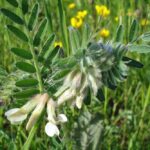 Green Manures, Cover Crops, Catch Crops