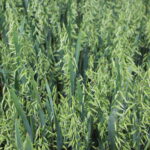 Oats - From Seed to Food