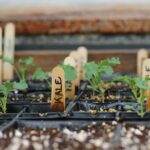 Perlite vs Vermiculite
