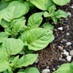 Blight Resistant Potatoes