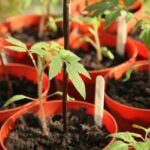 Tomato Tips