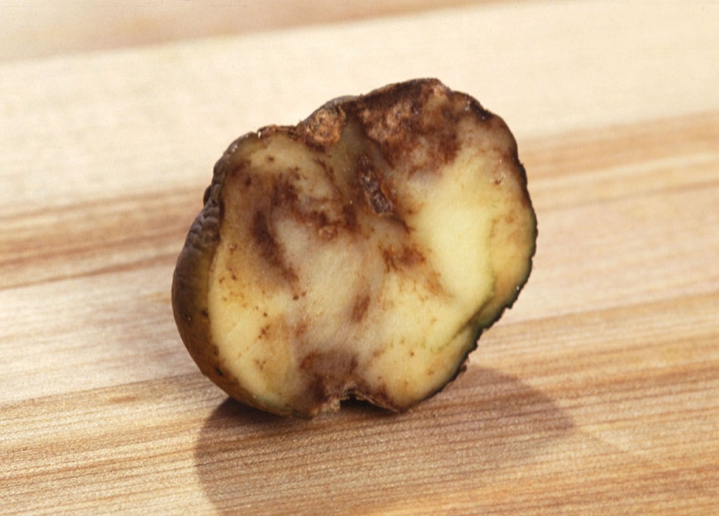 What does blight look like? will my potatoes get blight, controlling blight