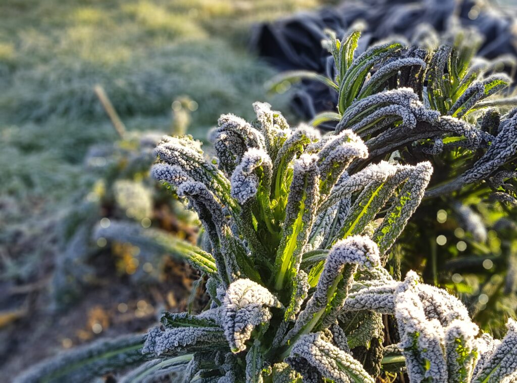 kale plants covered frost.