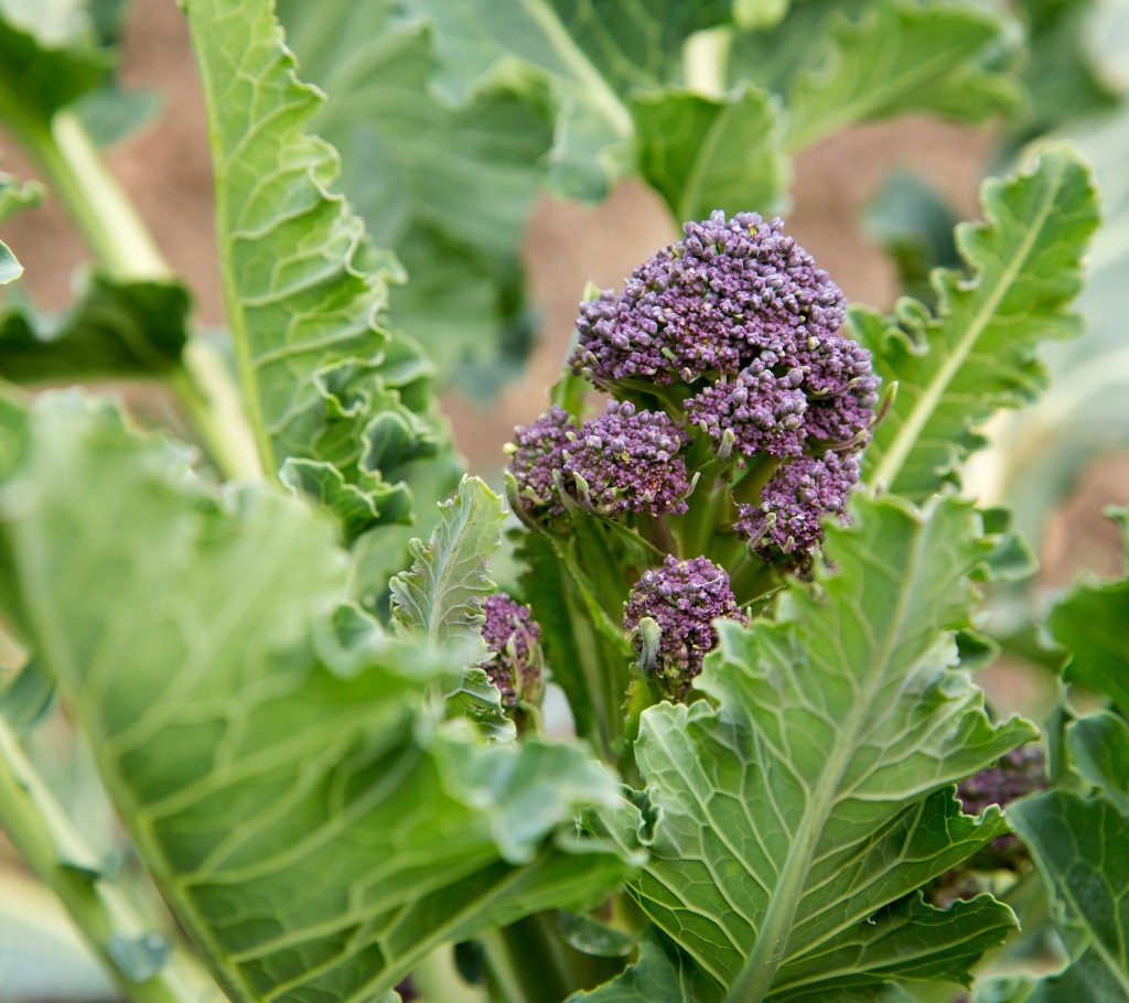purple sprouting broccoli, spring vegetables, organic gardening