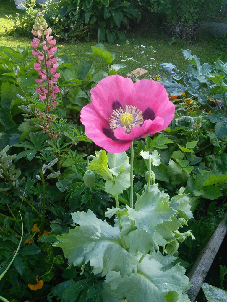 how does your garden grow