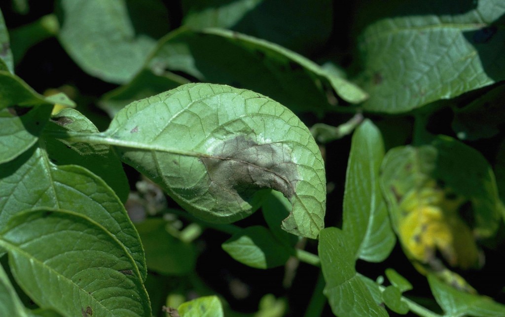 what does bligth look like? getting rid of blight, organic ways of controlling blight