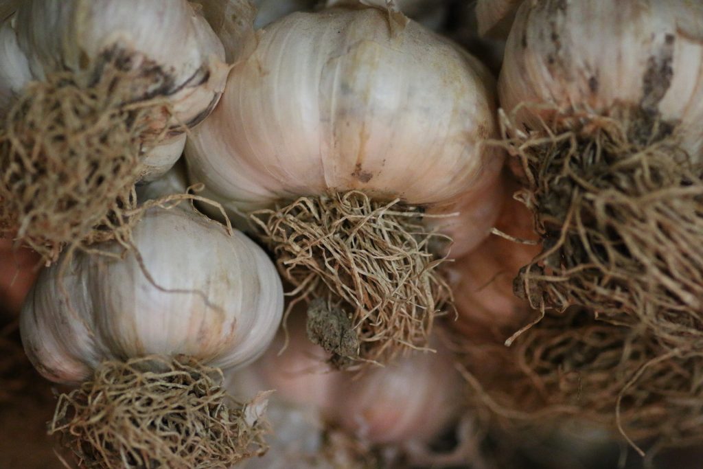 planting-growing-flavor-softneck-garlic-in-spring