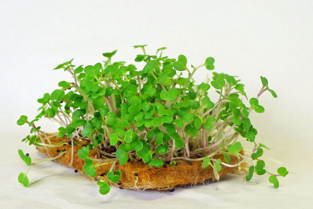 Media Microgreens Wheatgrass Sprout Sprouting Growing Mat 