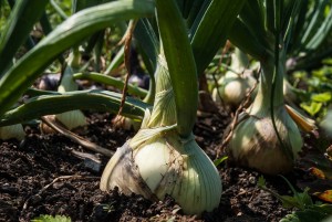 How do I grow onions, onions in the garden