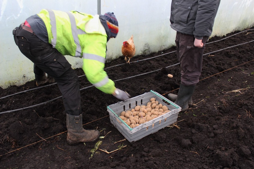 planting potatoes, working in the tunnel, hoew to plant potatoes