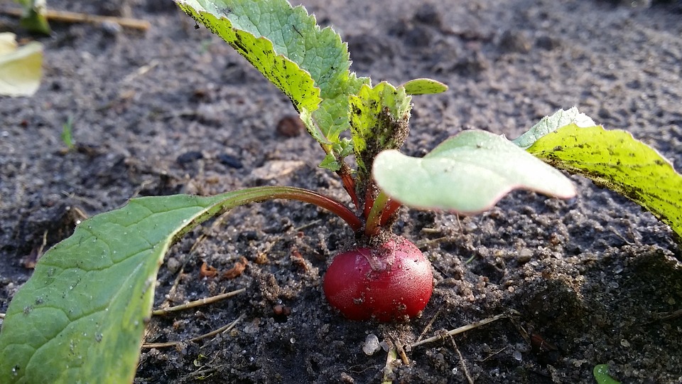 how to grow and harvest radishes