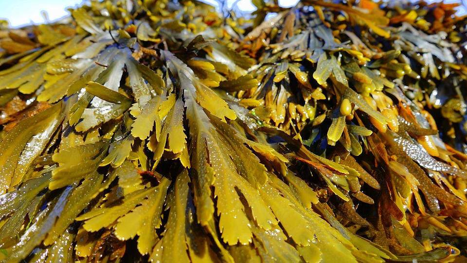 seaweed is good for soil