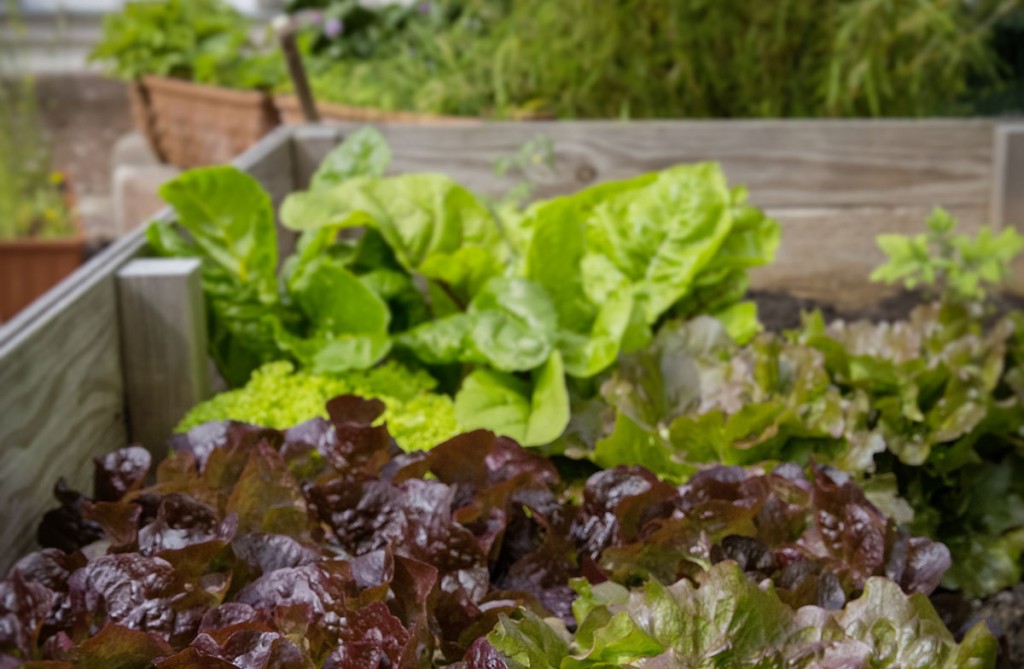 How to make and keep raised beds